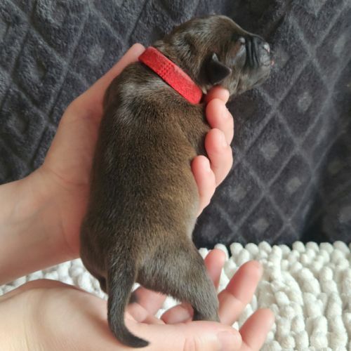 Chiot staffordshire bull terrier staffie #6