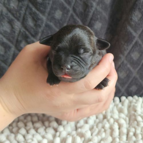 Chiot staffordshire bull terrier staffie #7