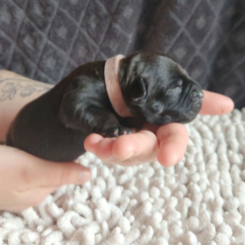 Chiot staffordshire bull terrier staffie #8