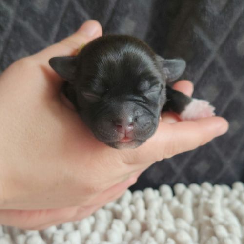 Chiot staffordshire bull terrier staffie