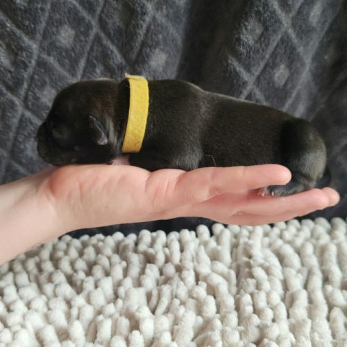 Chiot staffordshire bull terrier staffie #10