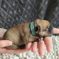 Chiot staffordshire bull terrier staffie #2