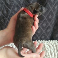 Chiot staffordshire bull terrier staffie #6