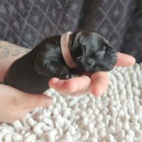 Chiot staffordshire bull terrier staffie #8