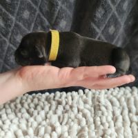 Chiot staffordshire bull terrier staffie #10