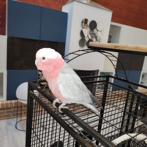 Elsa cacatoès rosalbin de 2023 #1