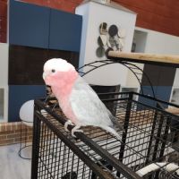 Elsa cacatoès rosalbin de 2023 #1