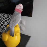 Elsa cacatoès rosalbin de 2023 #2