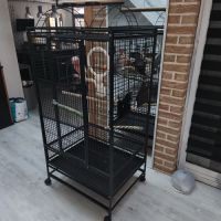 Elsa cacatoès rosalbin de 2023