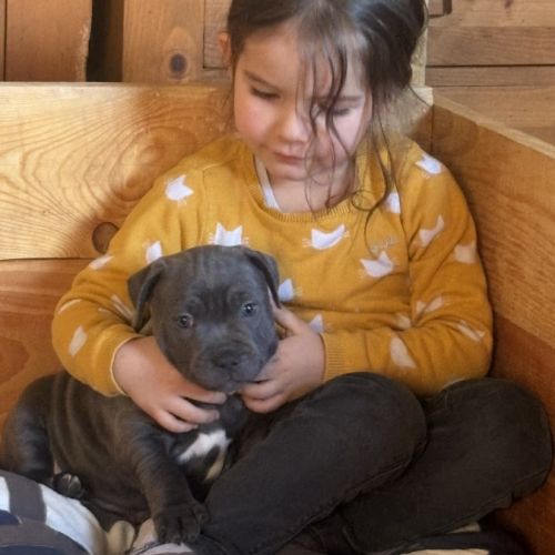 Femelle staffie lof à réserver. #1