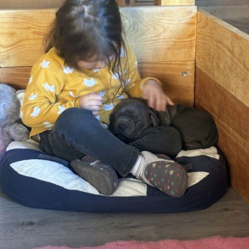 Femelle staffie lof à réserver. #2