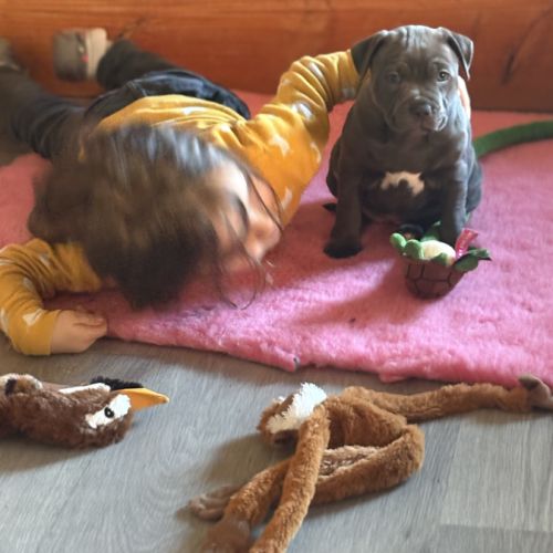 Femelle staffie lof à réserver. #3