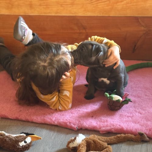 Femelle staffie lof à réserver. #4