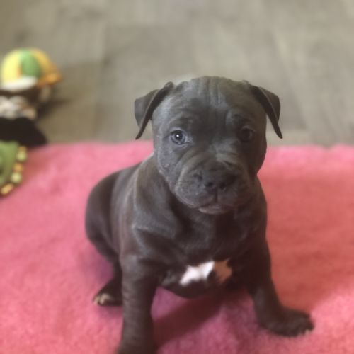 Femelle staffie lof à réserver. #6