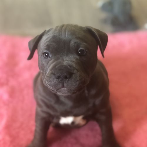 Femelle staffie lof à réserver. #7