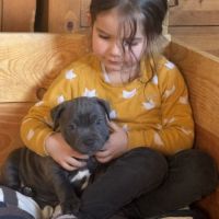 Femelle staffie lof à réserver. #1
