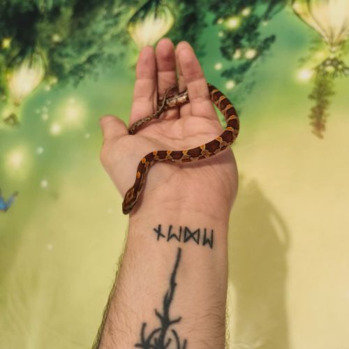 Serpent des blés / pantherophis guttatus rouen #1