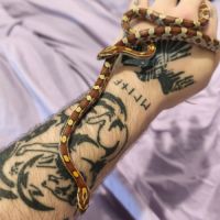 Serpent des blés / pantherophis guttatus rouen