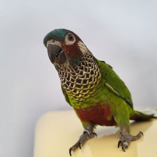 Vends 2 conures (pas de séparation) #0
