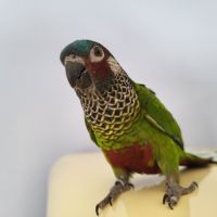 Vends 2 conures (pas de séparation)
