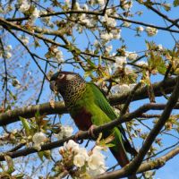 Vends 2 conures (pas de séparation) #2
