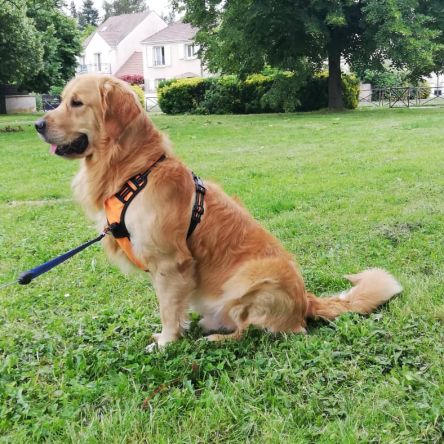 Golden retriever affectueux, 4 ans, à donner #1