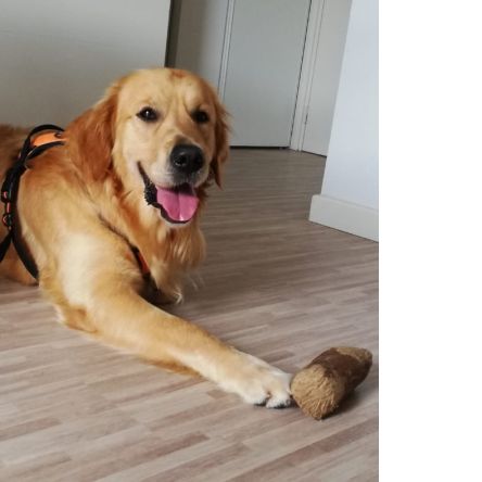 Golden retriever affectueux, 4 ans, à donner #2