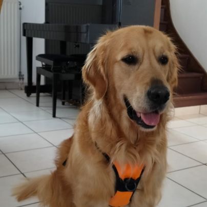 Golden retriever affectueux, 4 ans, à donner