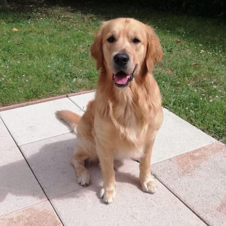 Golden retriever affectueux, 4 ans, à donner #4