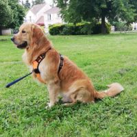 Golden retriever affectueux, 4 ans, à donner #1