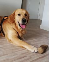Golden retriever affectueux, 4 ans, à donner #2