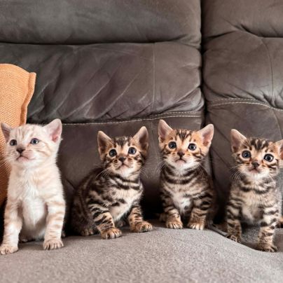 Chaton bengal #0