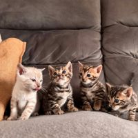 Chaton bengal #1