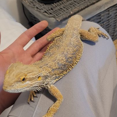 Pogona #0