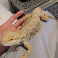 Pogona