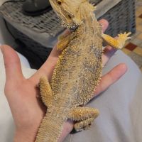 Pogona #3
