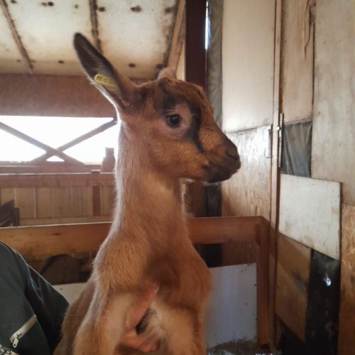 Des petites chevrettes et chevreaux à sauver