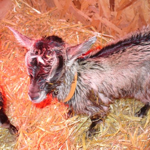 Des petites chevrettes et chevreaux à sauver #2