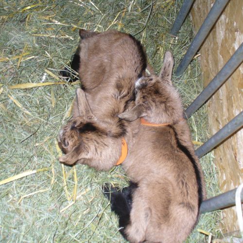 Des petites chevrettes et chevreaux à sauver #3