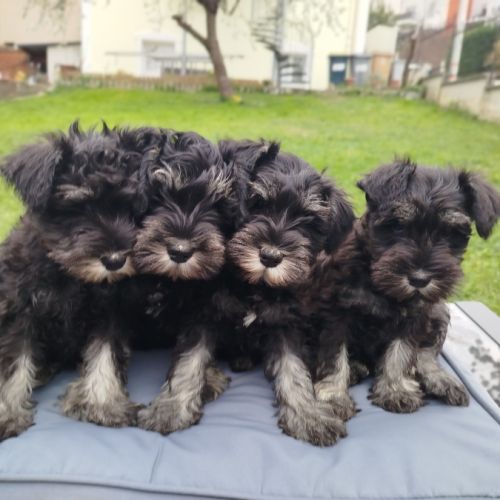 Schnauzer nain - chiot #3