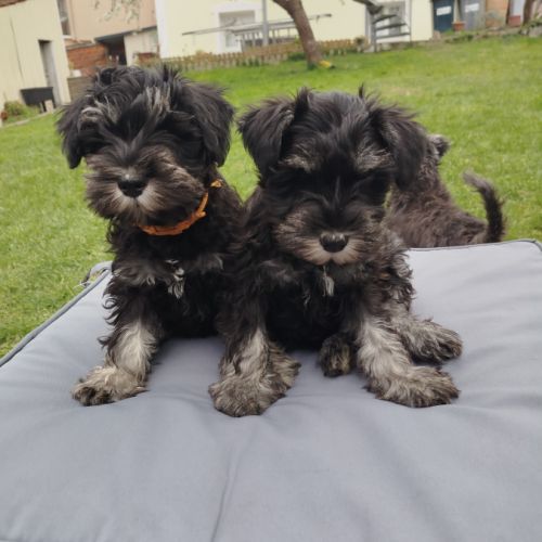 Schnauzer nain - chiot #0