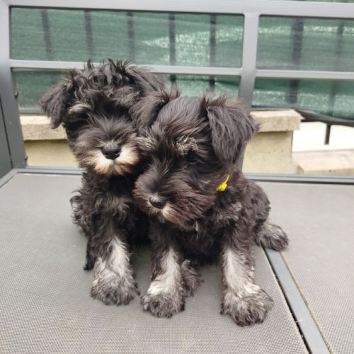 Schnauzer nain - chiot #5