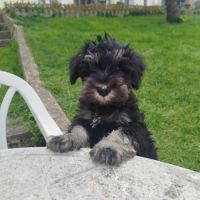 Schnauzer nain - chiot #1