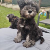 Schnauzer nain - chiot #2
