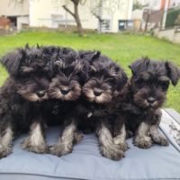 Schnauzer nain - chiot #3