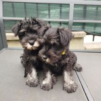 Schnauzer nain - chiot #5