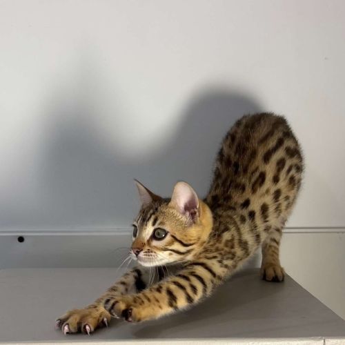 Chatons bengals brown rosettes #1