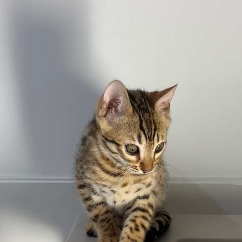 Chatons bengals brown rosettes #2