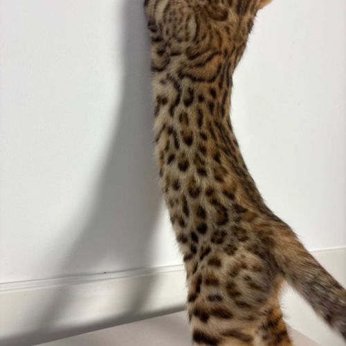 Chatons bengals brown rosettes #4