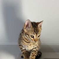Chatons bengals brown rosettes #2